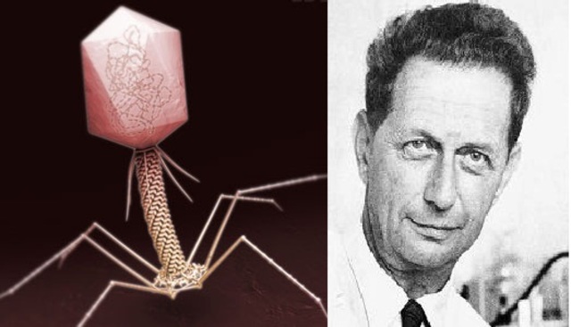 André Lwoff, LISOGENIA