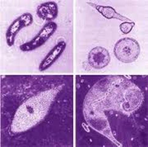 Rayer Observó que en la sangre de animales enfermos