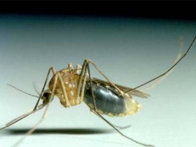 fiebre amarilla es transmitida por mosquitos