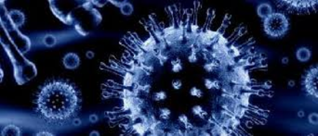 bacterias quimiosintéticas,