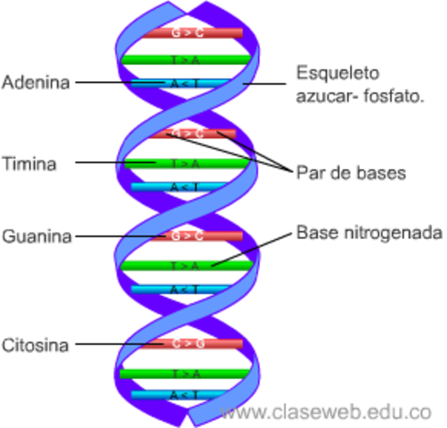 ESTRUCTURA DEL ADN