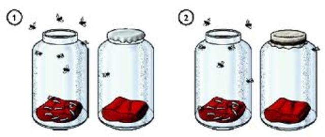 se refuta por primera vez la teoria de generacion espontanea