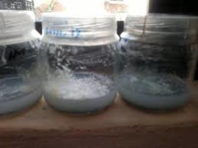 Heinrich schroder y theodoro von dush