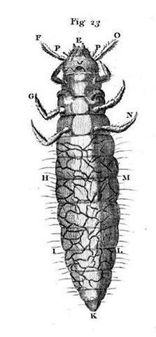 Bacterias o "animálculos
