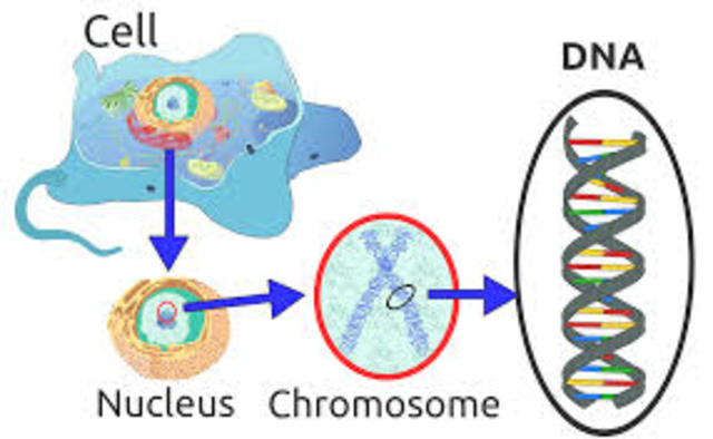 DNA (ácido nucleico) en el esperma de trucha