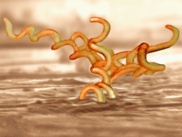 el Treponema pálidum es el agente productor de la sífilis.