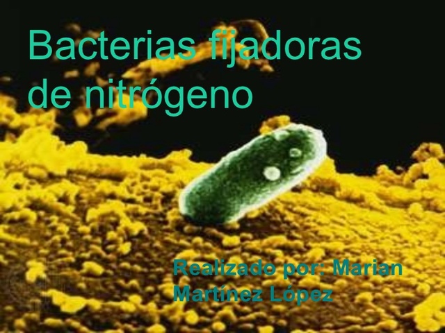 Bacterias fijadoras de nitrógeno