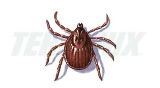 Fiebre de las Montañas Rocosas es transmitida por garrapatas,