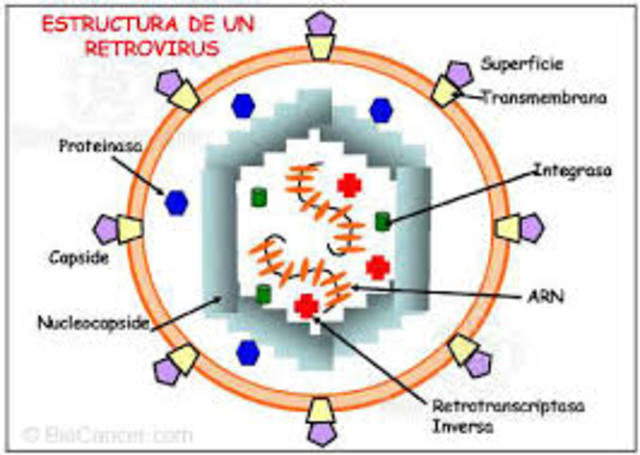 Retrovirus que produce tumores (sarcomas) en pollo