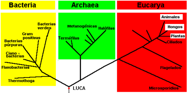 Archeas como el tercer dominio de los seres vivos.
