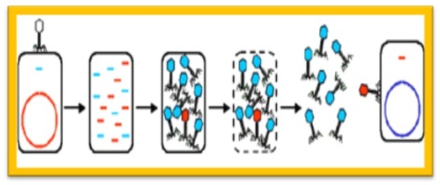 Norton Zinder y Joshua Lederberg