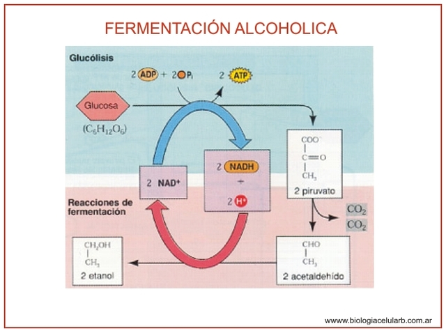 fermentación alcohólica.