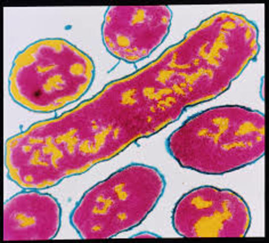 bacteria Haemophilus influenzae.