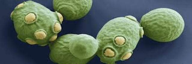 hongo Saccharomyces cerevisiae.