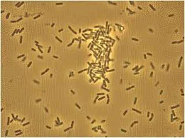 Bacillus subtilis