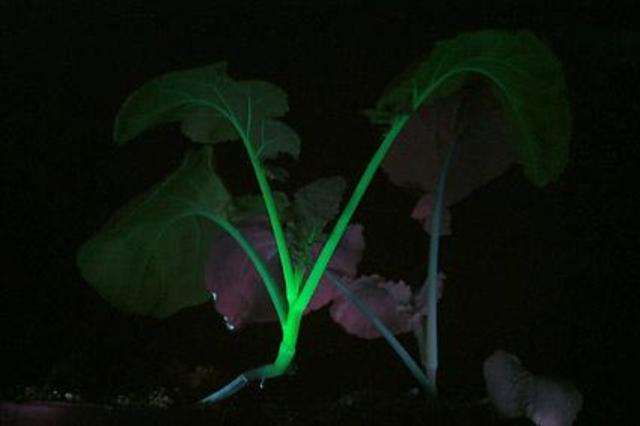 Plantas Transgenicas