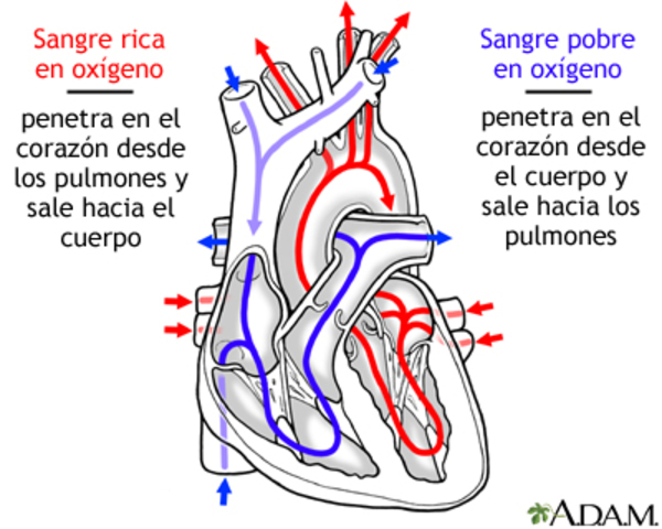 LA CIRCULACION DE LA SANGRE