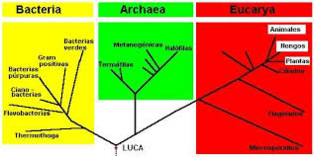 SISTEMA DE LOS TRES DOMINIOS