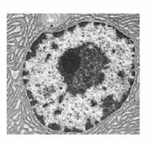 El núcleo de la célula