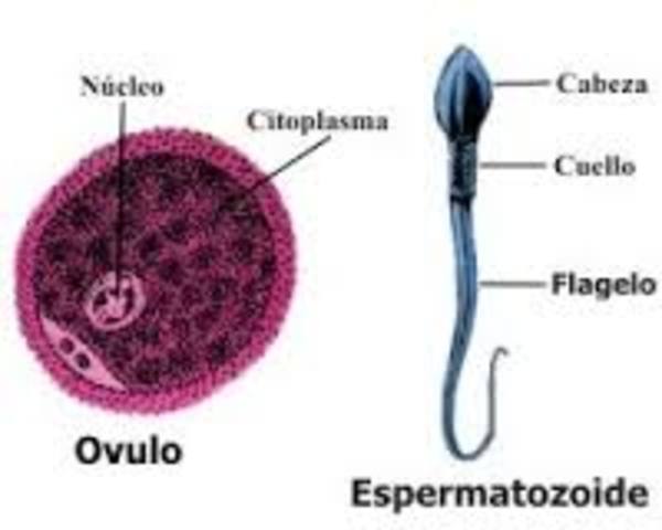 Las células sexuales