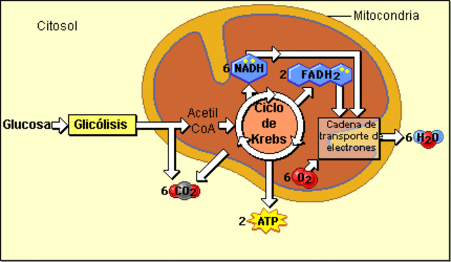 El Ciclo de Krebs