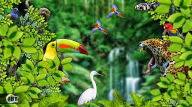 Biodiversidad en los Trópicos