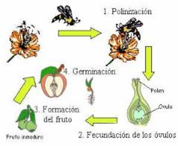 Se confirma la reproducción sexual de las plantas.