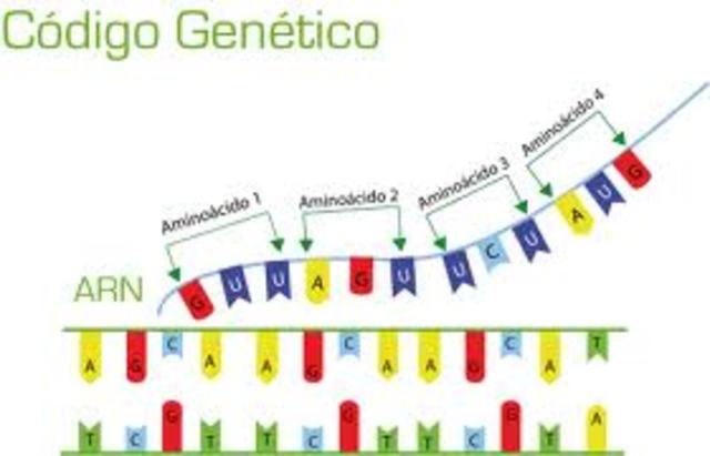 El código genético
