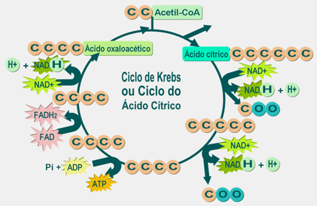 CICLO DE KREBS
