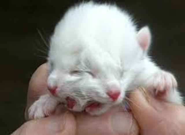 Se descubre que los rayos X causan mutaciones genéticas