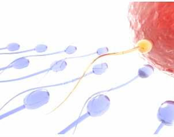 descubre los espermatozoides