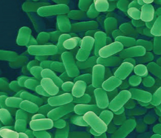 Se celebra en Dunedin (Nueza Zelanda) el primer simposio internacional sobre ecología microbiana