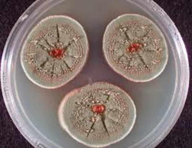 ALEXANDER FLEMING - DESCUBRIMIENTO DE LA PENICILINA