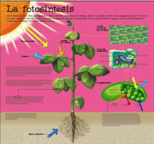 LA FOTOSINTESIS