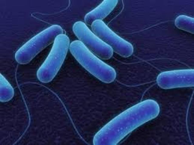 Bacillus subtilis