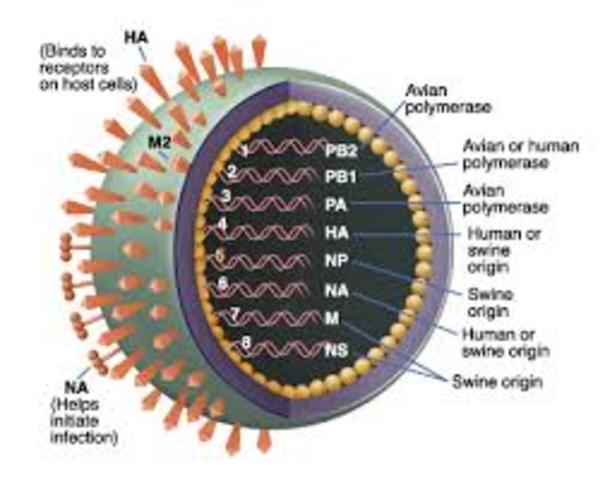 Virus H1N1