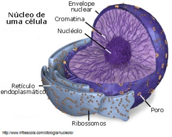 NUCLEO CELULAR