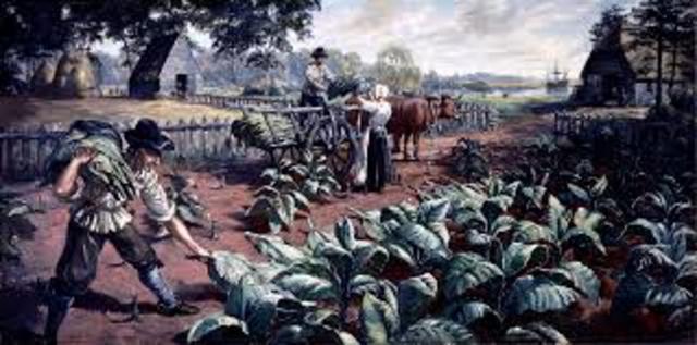 John Rolfe introduces tobacco seed.