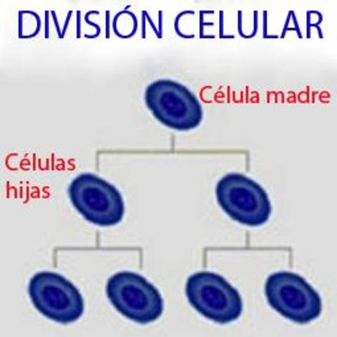 DIVISION CELULAR