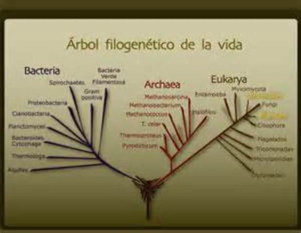 SISTEMA DE LOS TRES DOMINIOS
