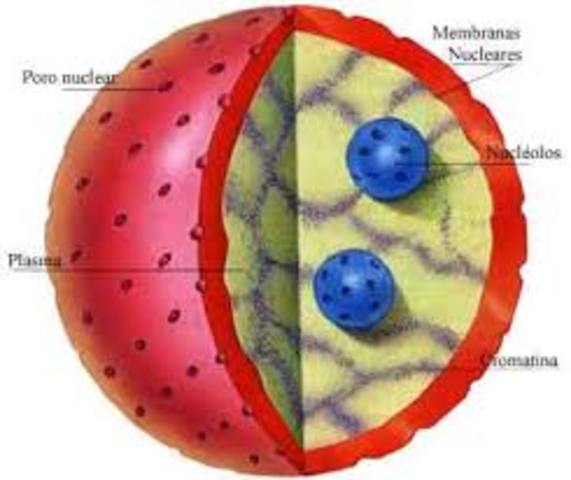El núcleo celular
