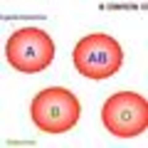 GRUPO SANGUINEO ABO