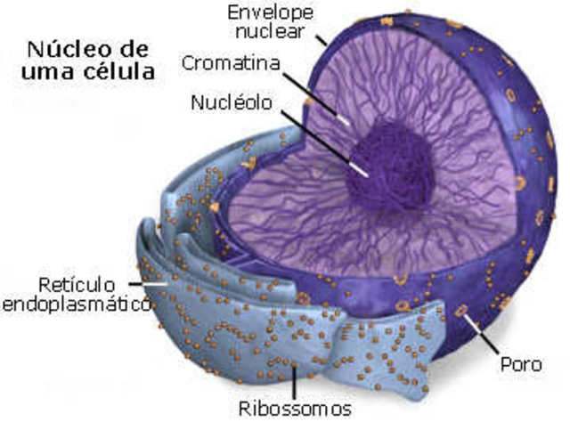 NUCLEO CELULAR