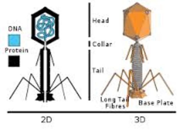 Alfred Hershey y Martha Chase