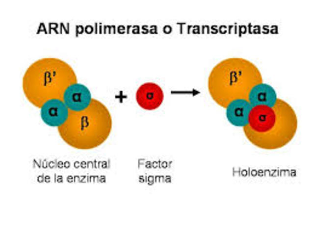 SEVERO OCHO ARN-POLIMERASA