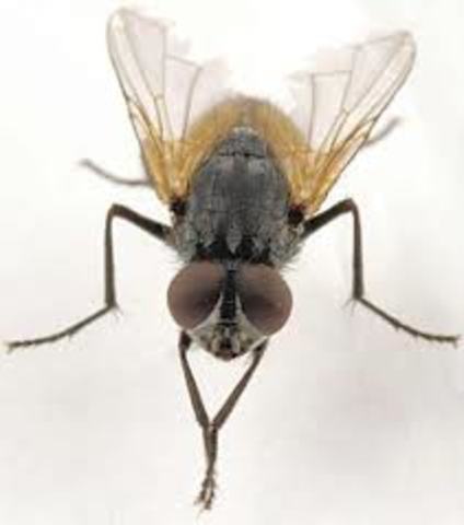 fragmentos geneticos