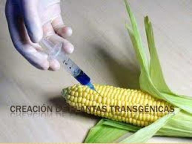 plantas transgenicas
