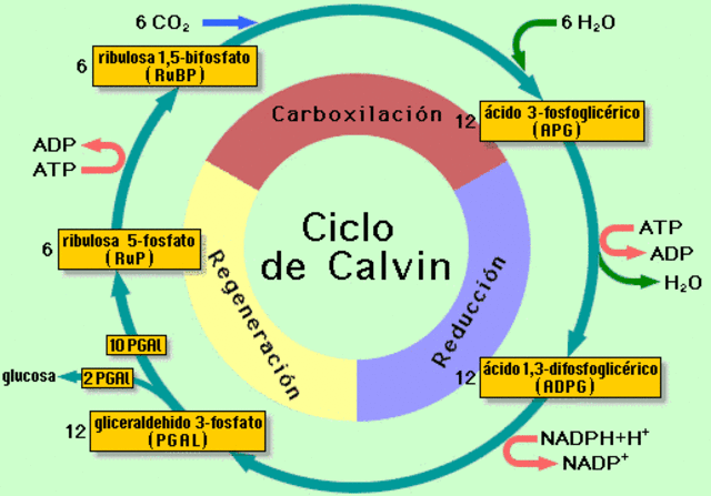 CICLO DE CALVIN