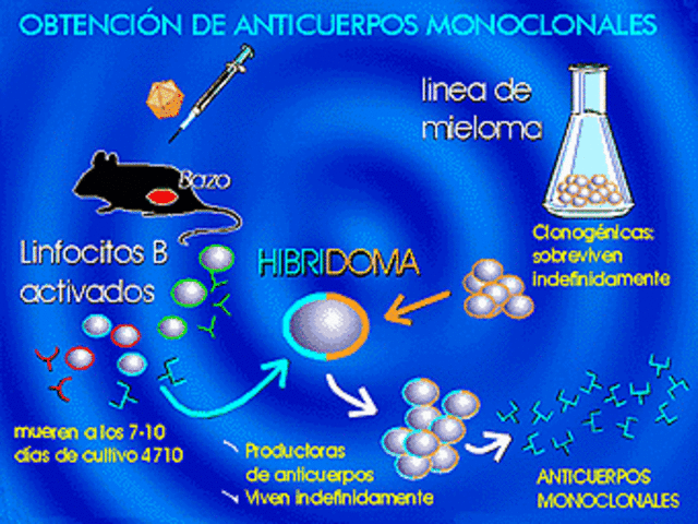 ANTICUERPO MONOCLONAL