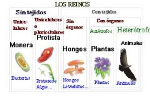 Clasificacion de los seres vivos en 5 reinos